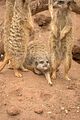 leipzig zoo-01_07_2011_zoo_allgemein_256